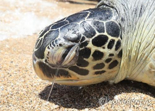 바다거북   ※사진은 기사와 관계 없음.  [연합뉴스 자료사진]